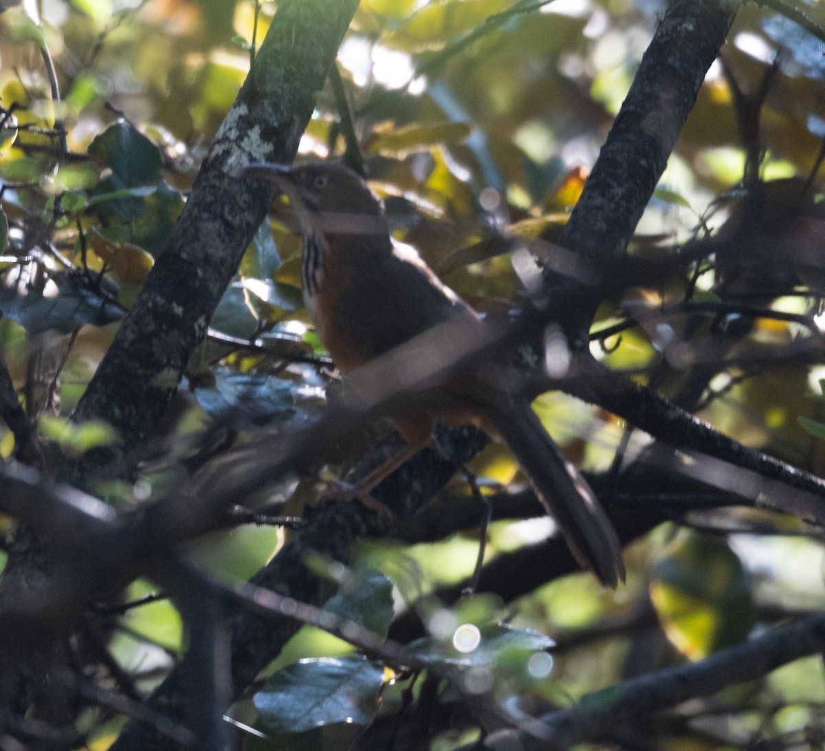 Black-streaked Scimitar-Babbler - ML644191227