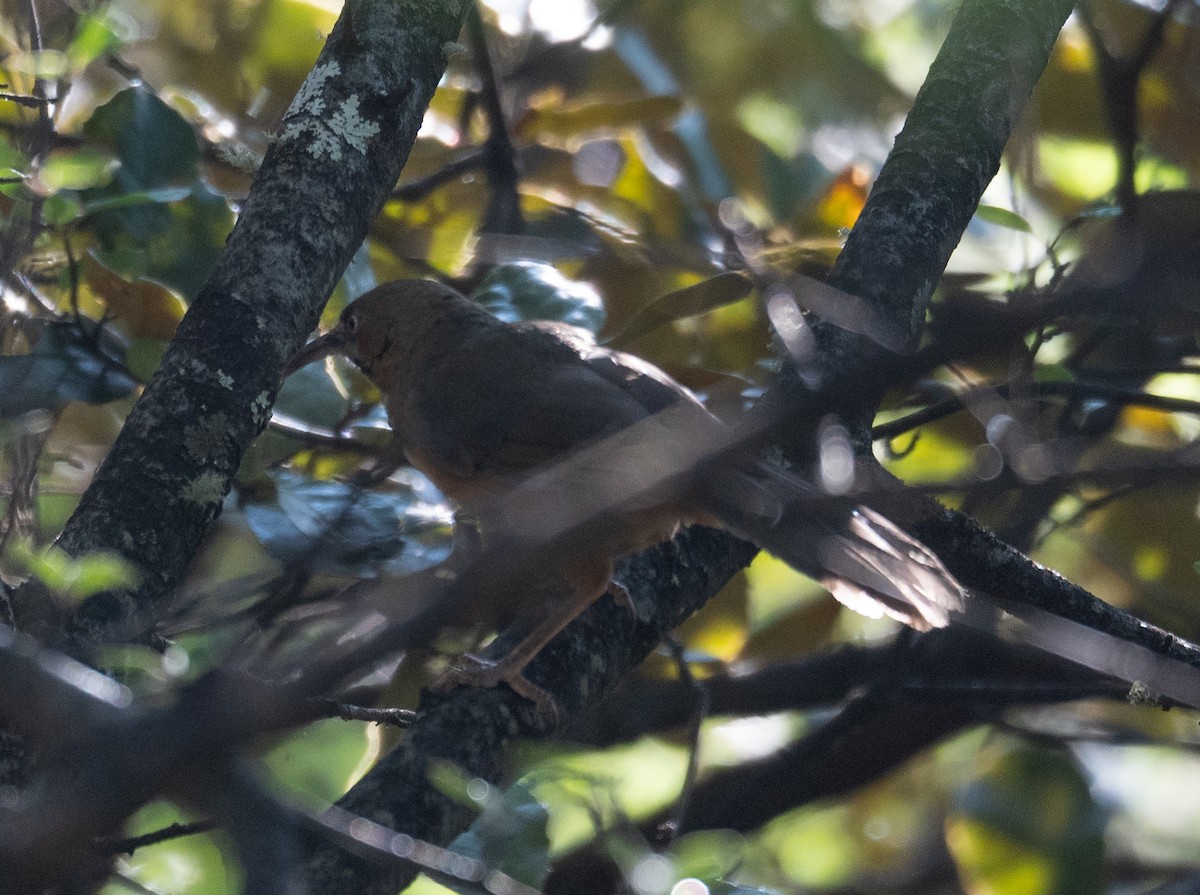 Black-streaked Scimitar-Babbler - ML644191228