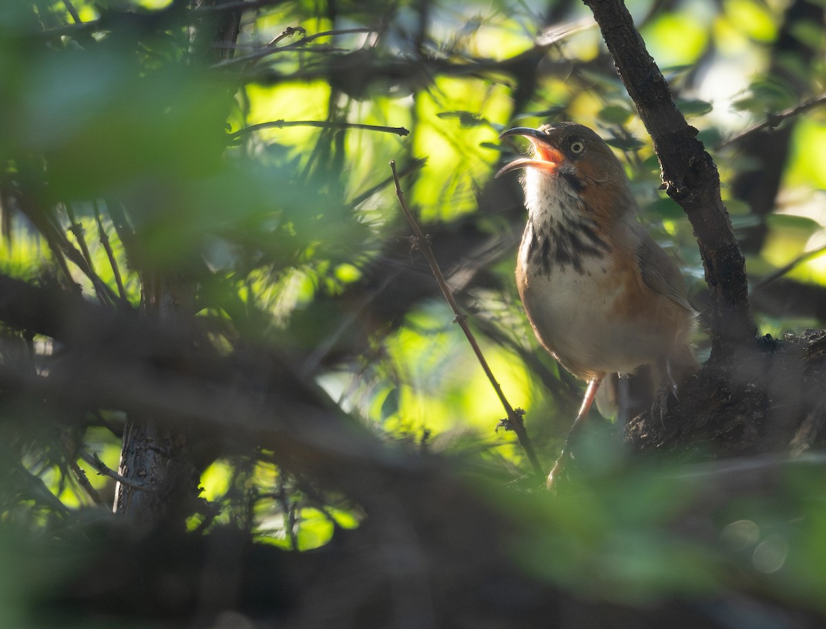 Black-streaked Scimitar-Babbler - ML644191229