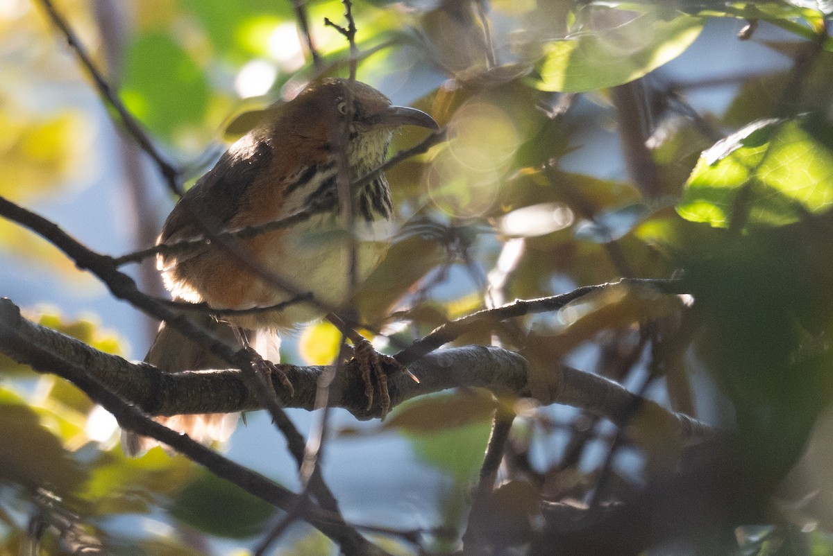 Black-streaked Scimitar-Babbler - ML644191230