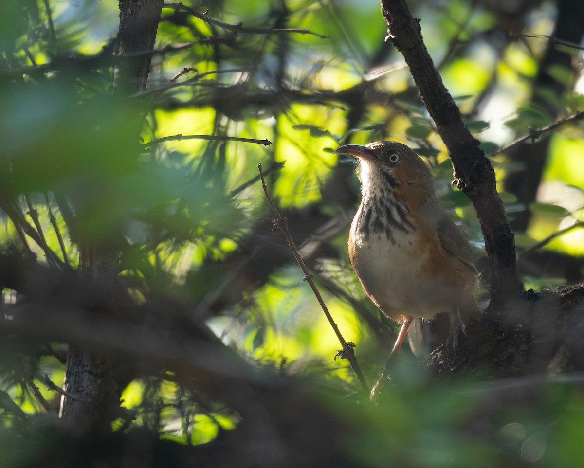 Black-streaked Scimitar-Babbler - ML644191231