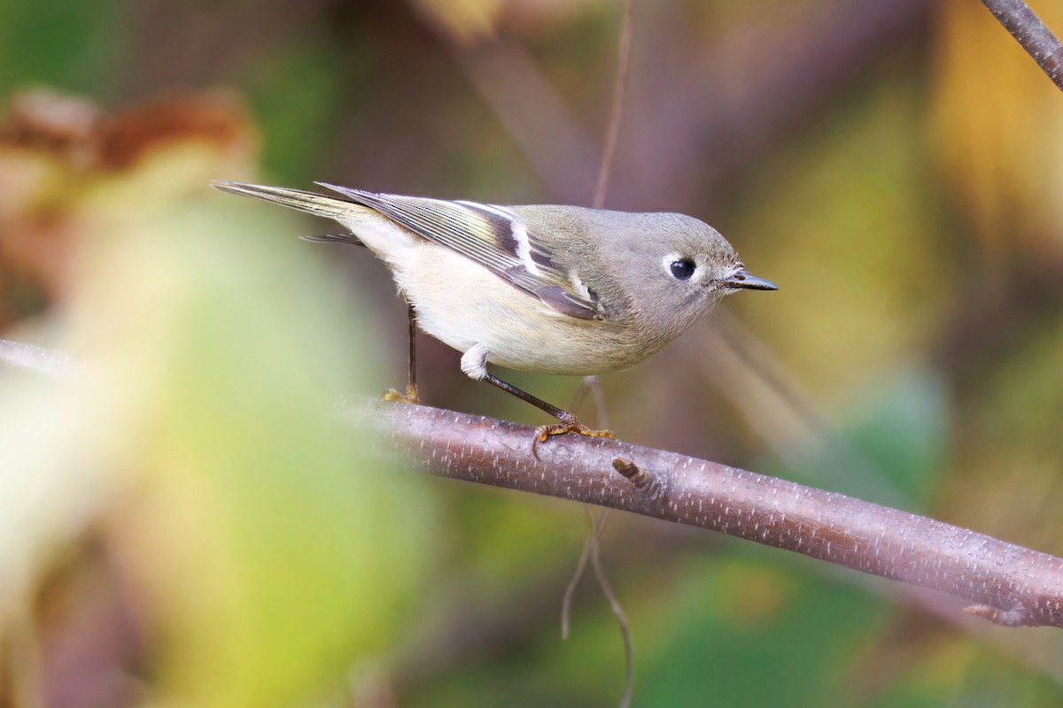 Ruby-crowned Kinglet - ML644191234