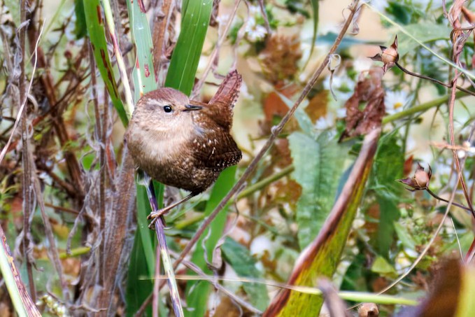 Winter Wren - ML644191244