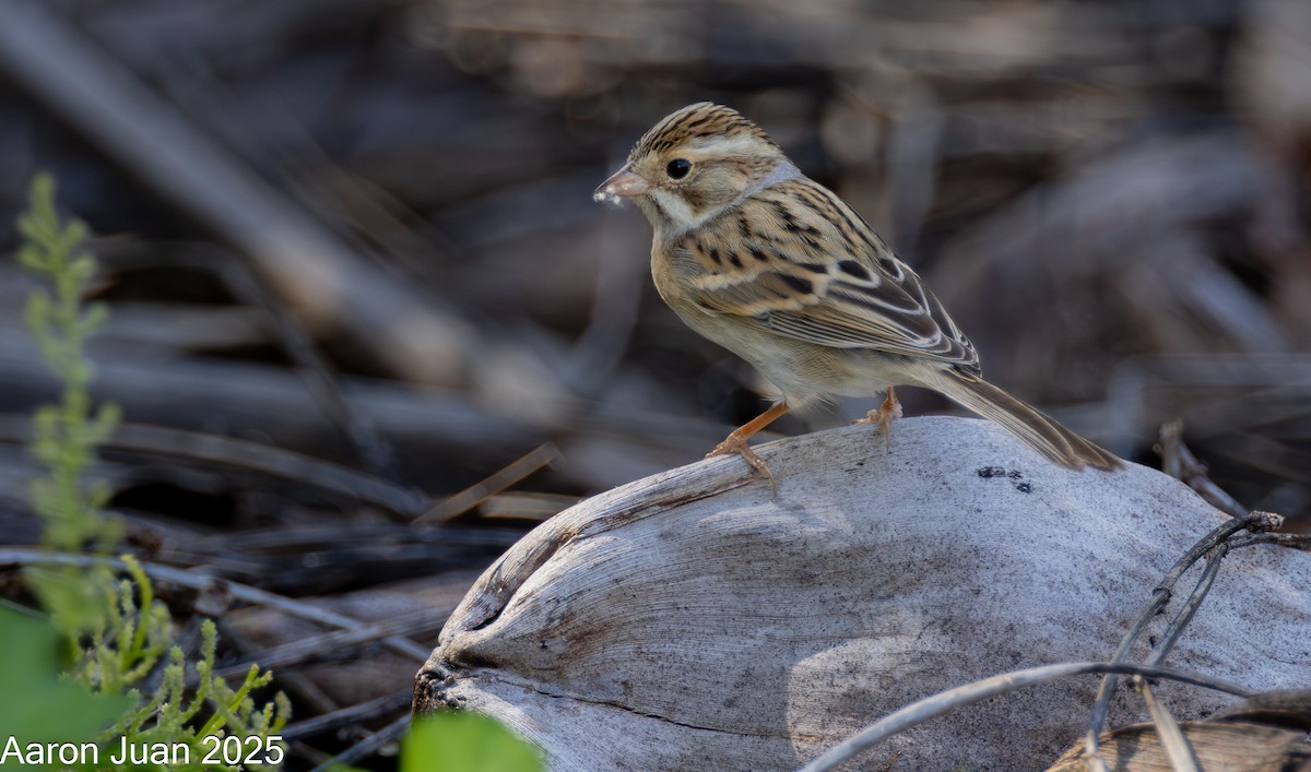 Clay-colored Sparrow - ML644191251