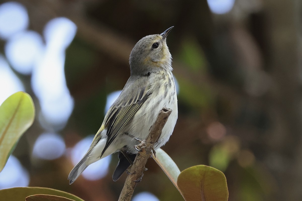 Cape May Warbler - ML644191254