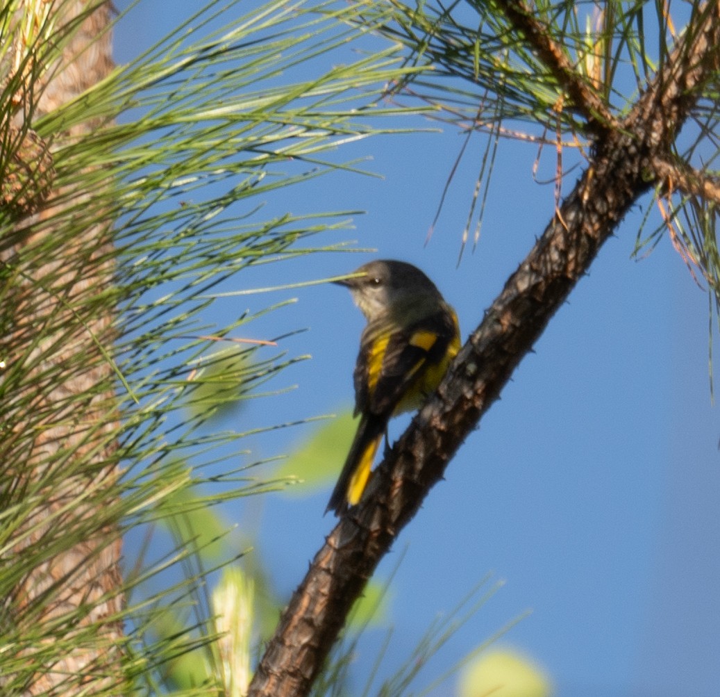 Minivet rouge - ML644191255