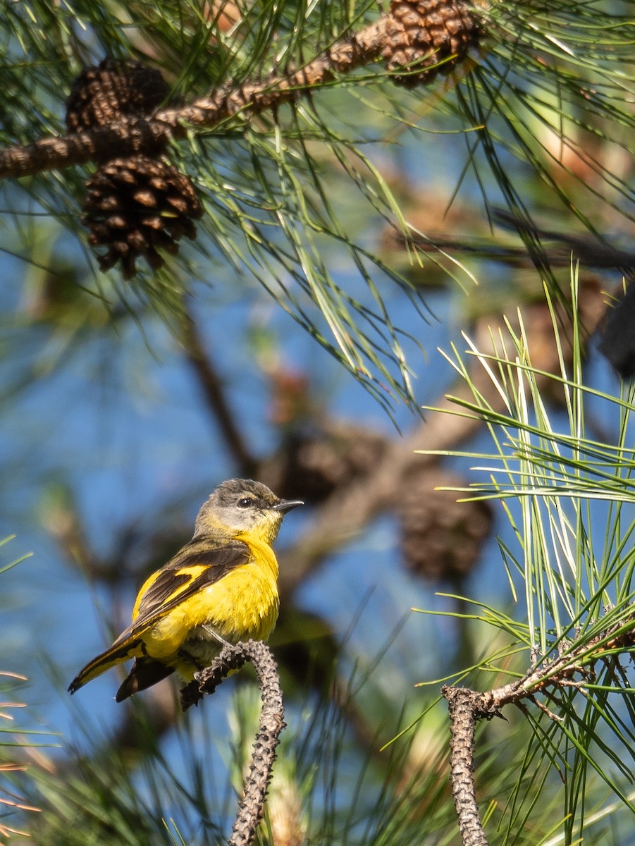 Minivet rouge - ML644191256