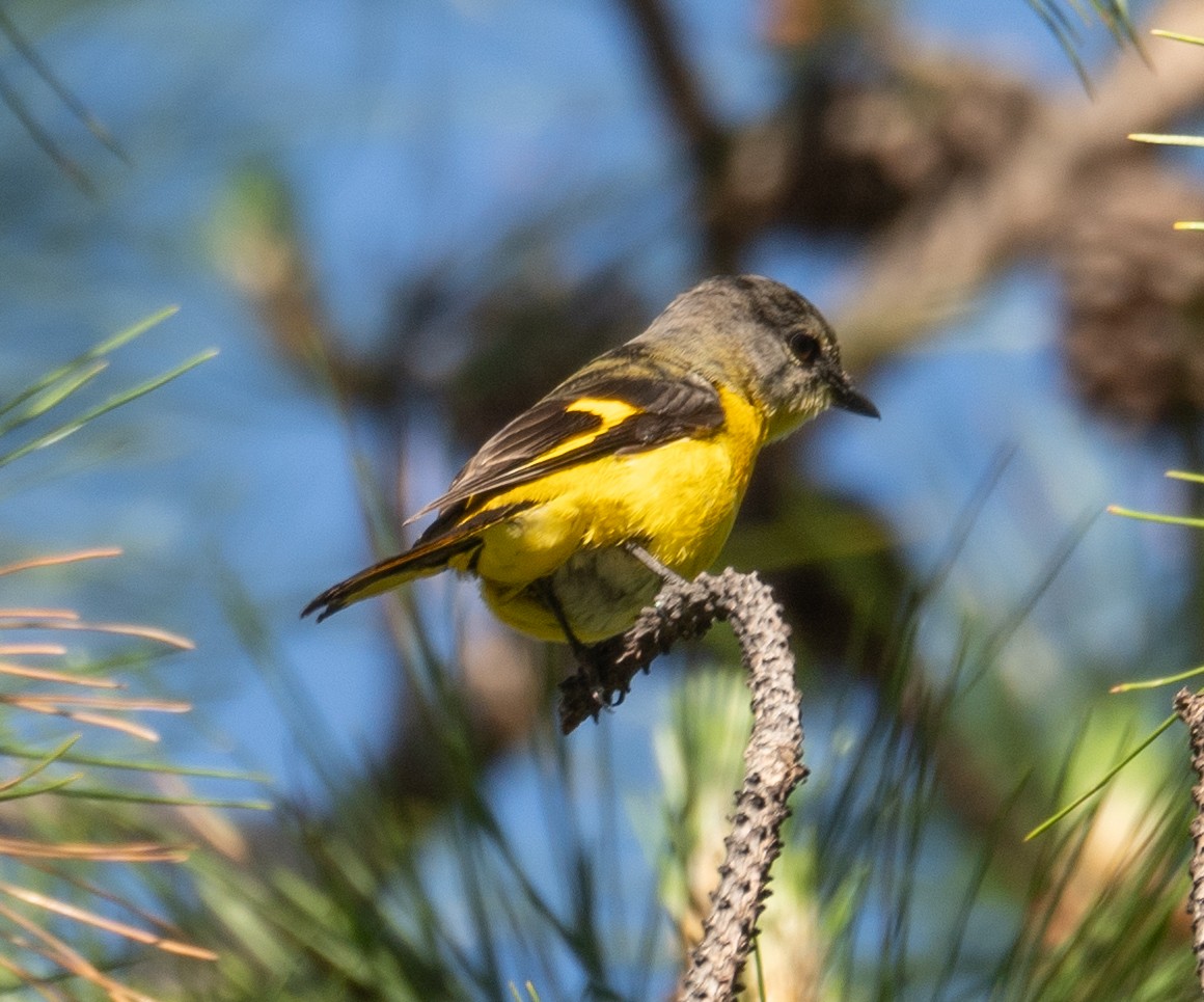 Minivet rouge - ML644191257