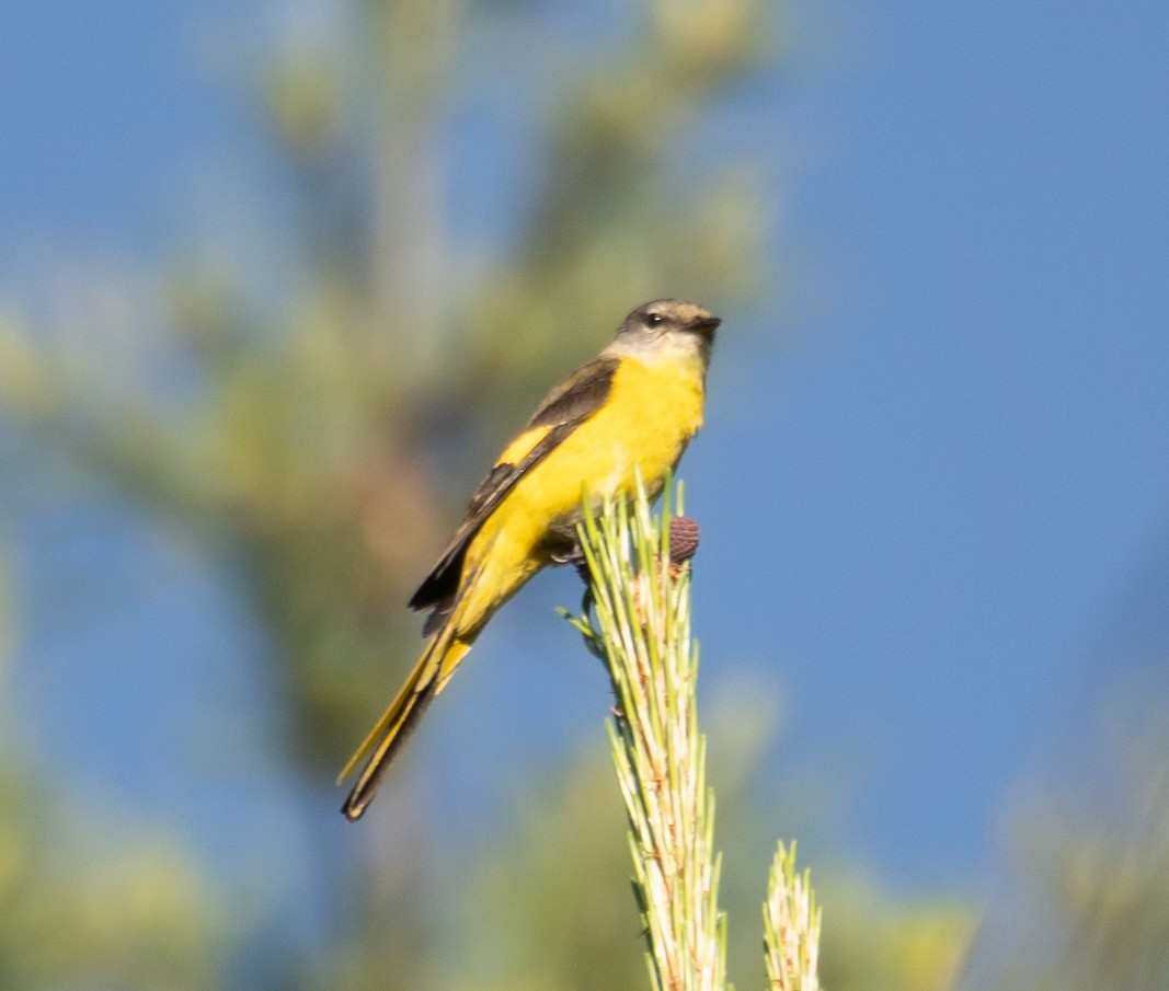 Minivet rouge - ML644191259