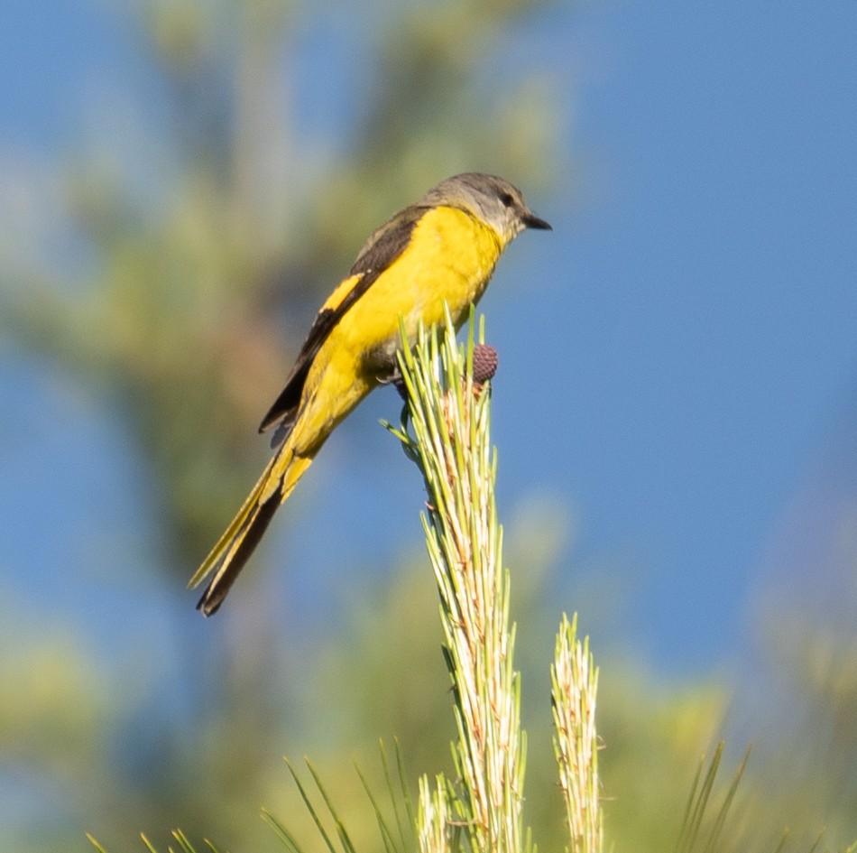 Minivet rouge - ML644191260