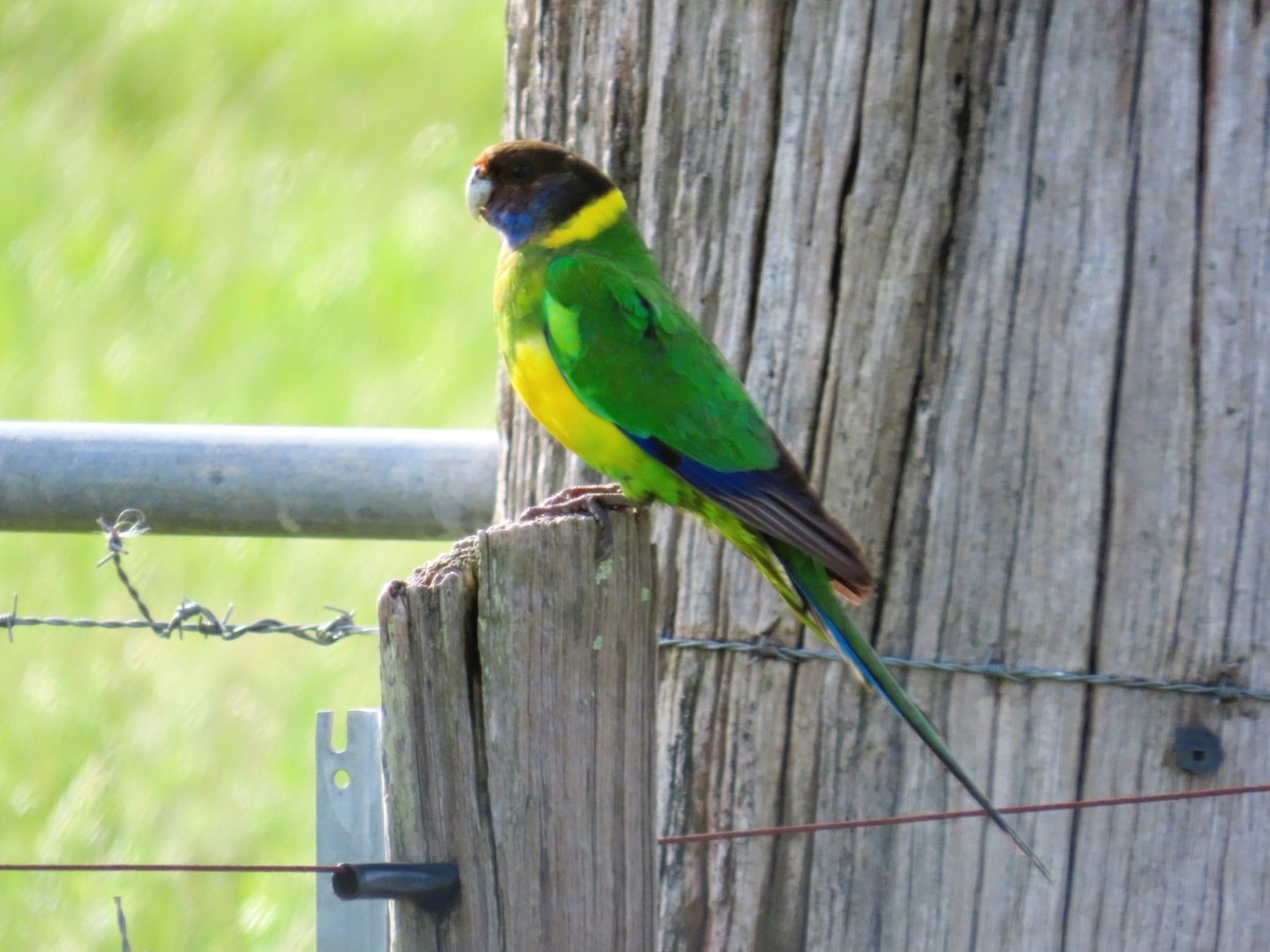 svarthodeparakitt (semitorquatus x zonarius) - ML644191261