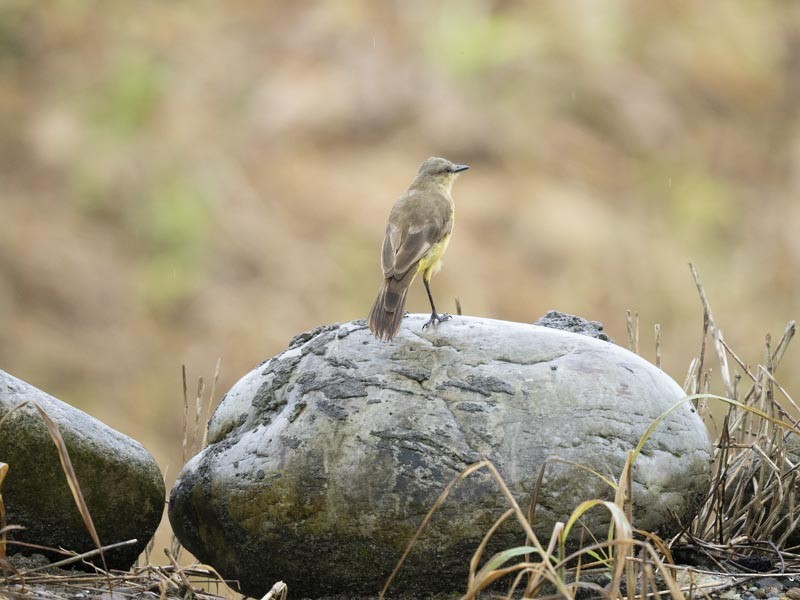 Cattle Tyrant - ML644191262