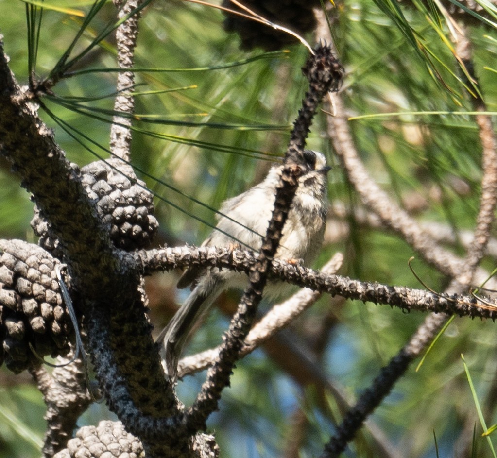 Black-browed Tit - ML644191264