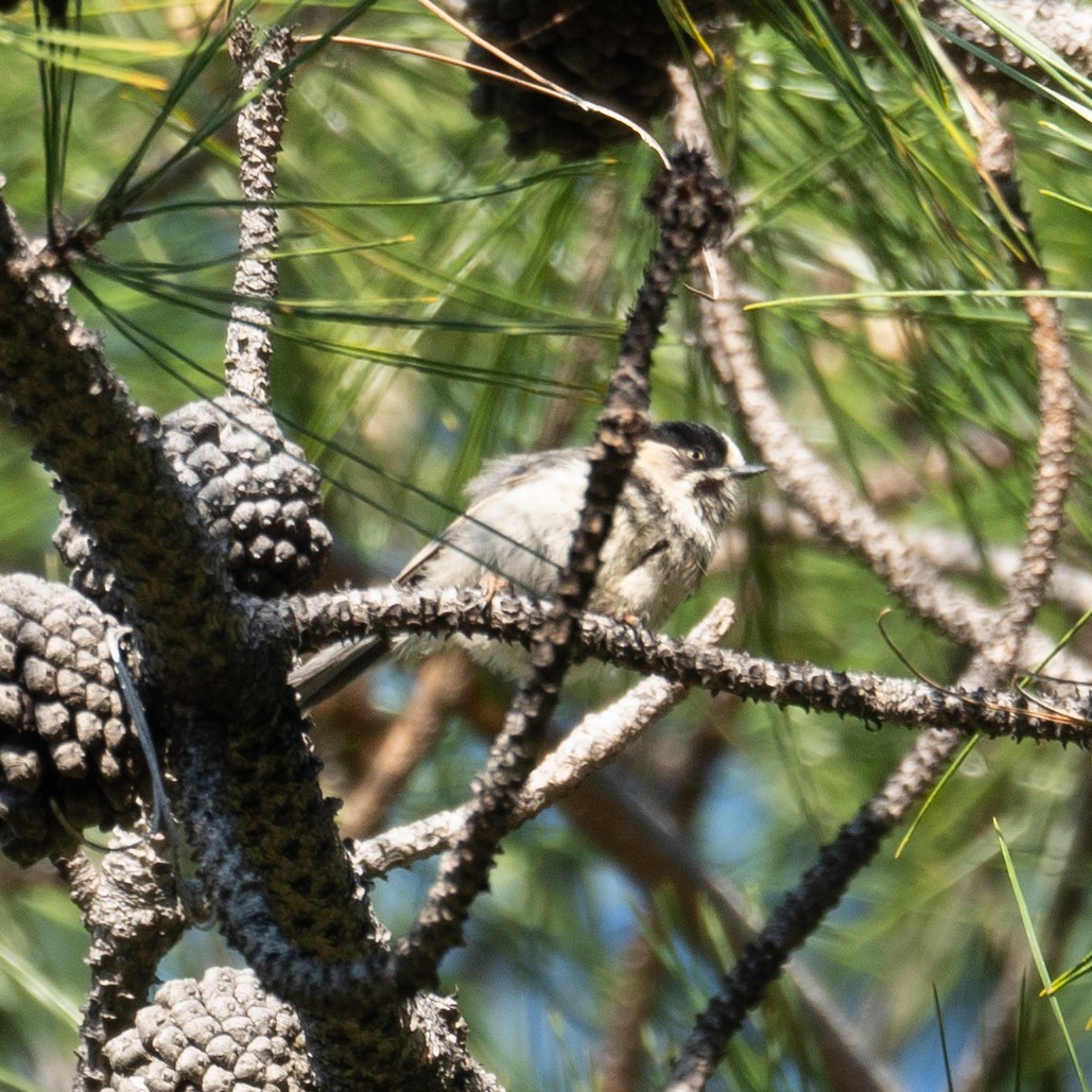 Black-browed Tit - ML644191265