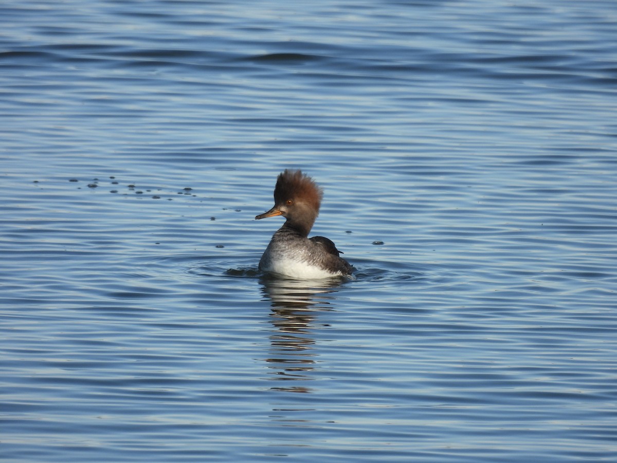 Hooded Merganser - ML644191269