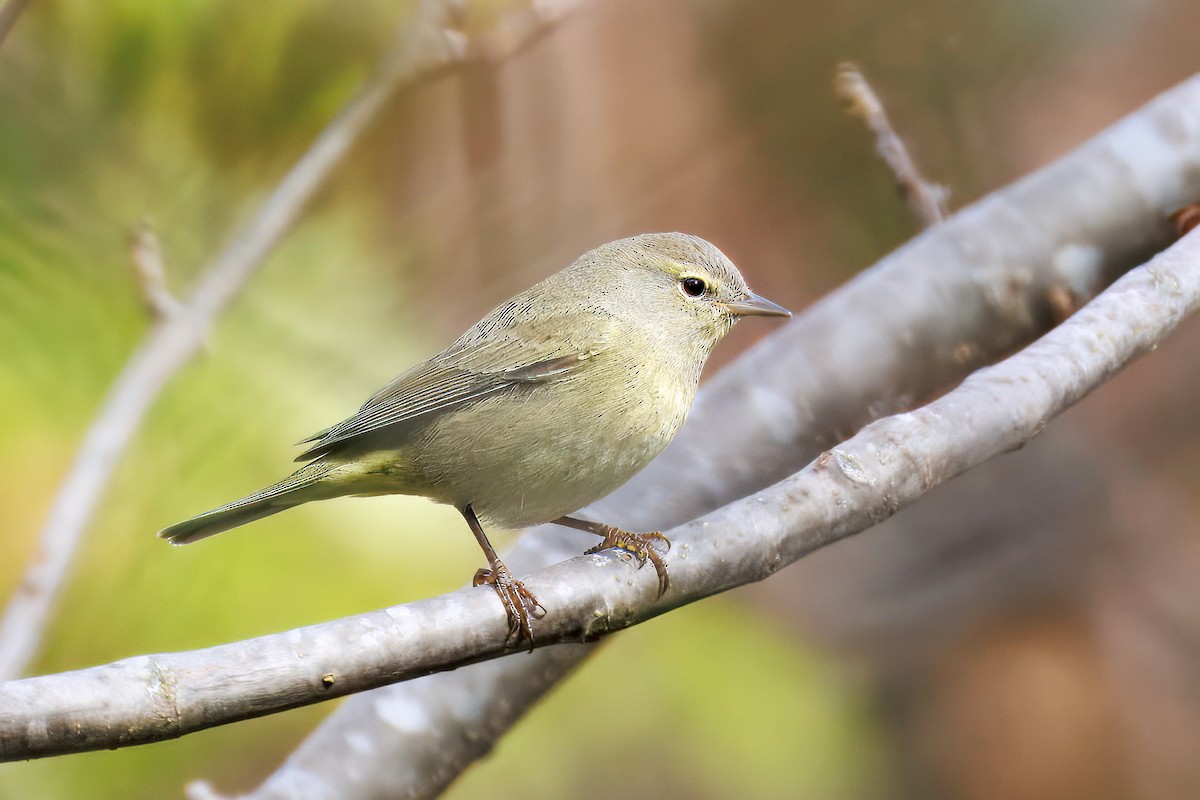 Orange-crowned Warbler - ML644191272