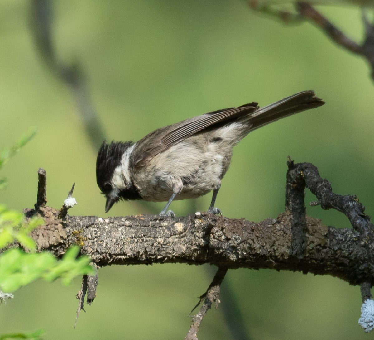 Black-bibbed Tit - ML644191274