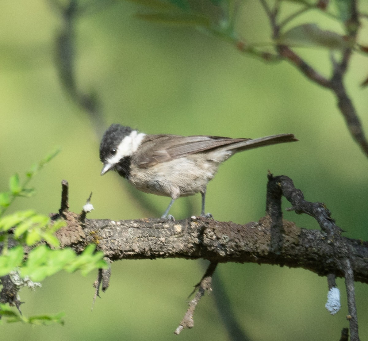 Black-bibbed Tit - ML644191275