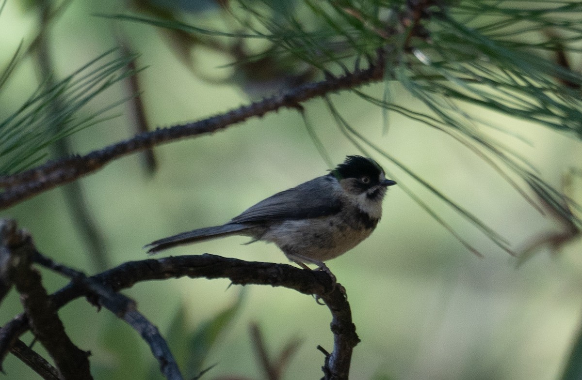 Black-browed Tit - ML644191277