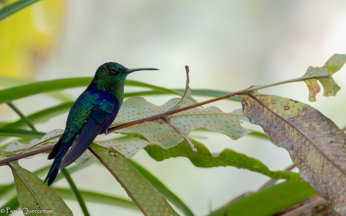 Crowned Woodnymph - ML644191278