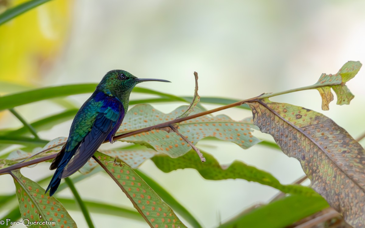 Crowned Woodnymph - ML644191279