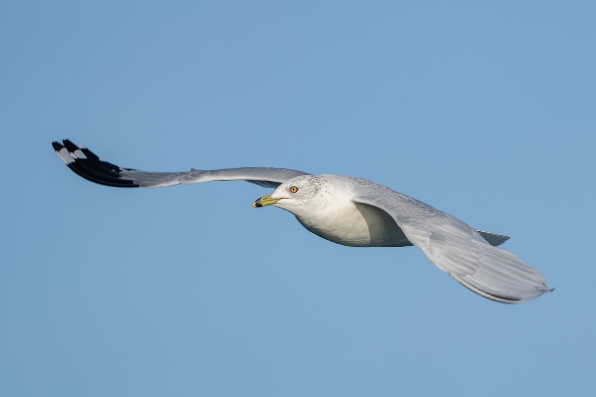 Ring-billed Gull - ML644191284