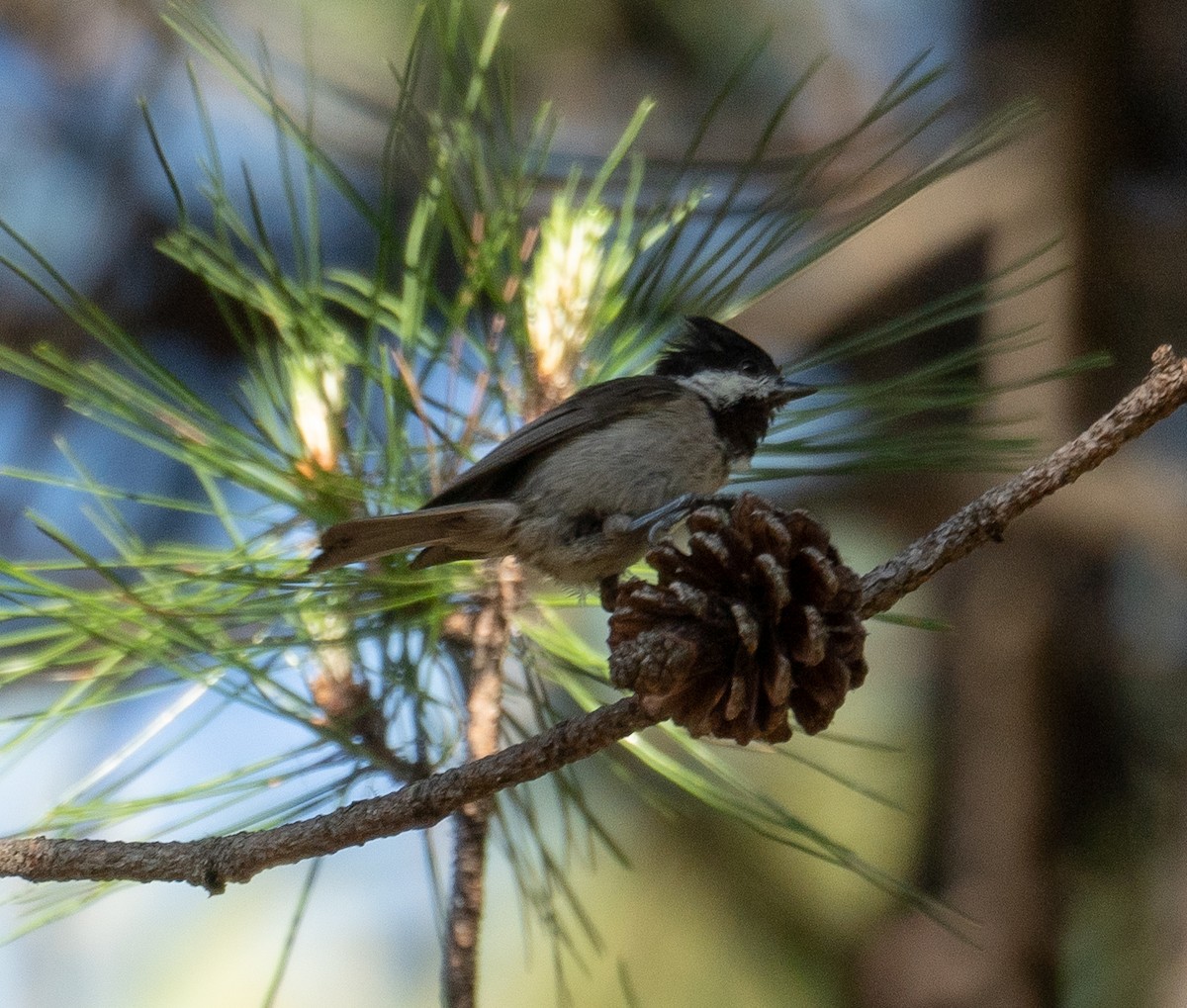 Black-bibbed Tit - ML644191285