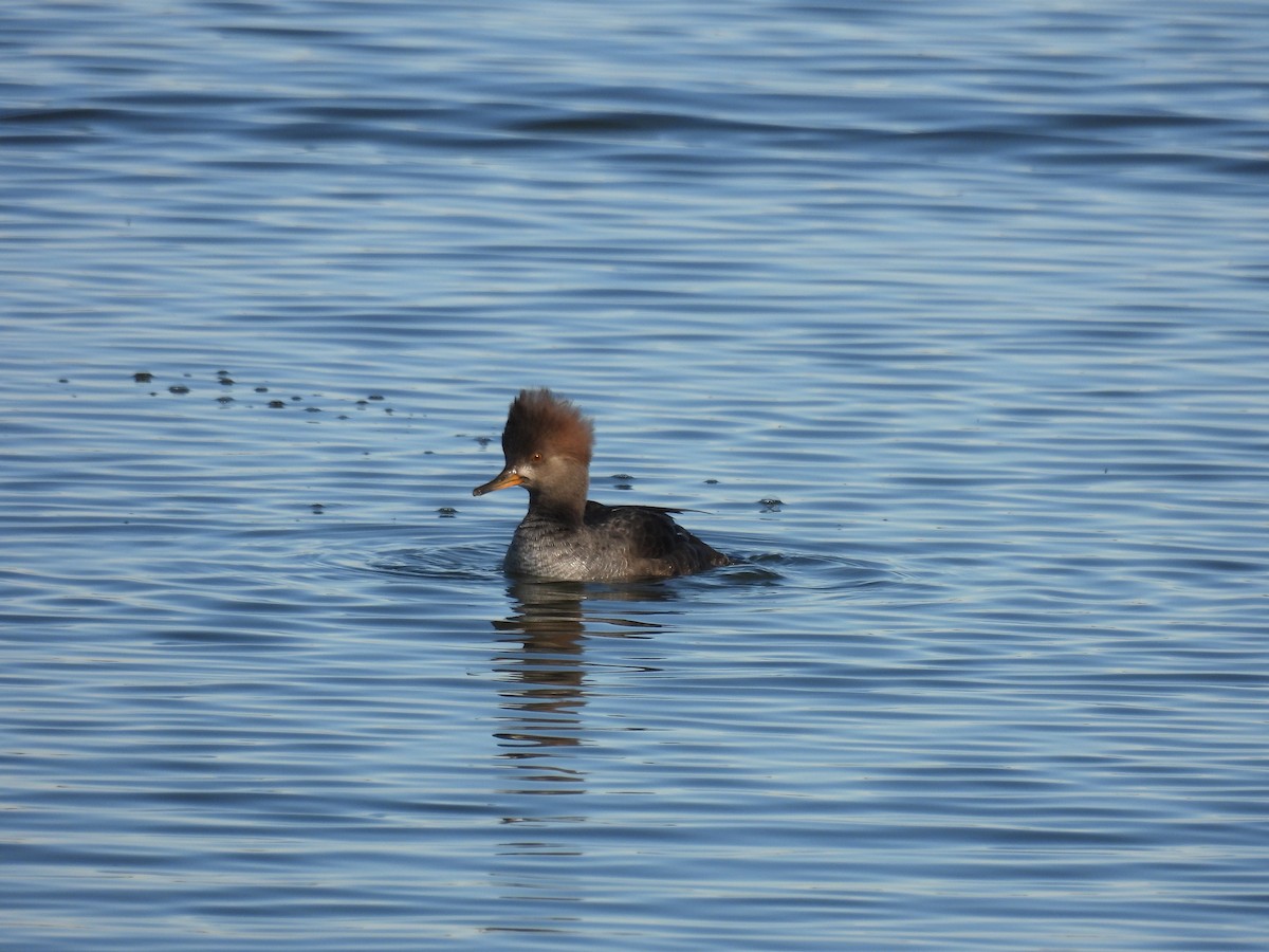 Hooded Merganser - ML644191286