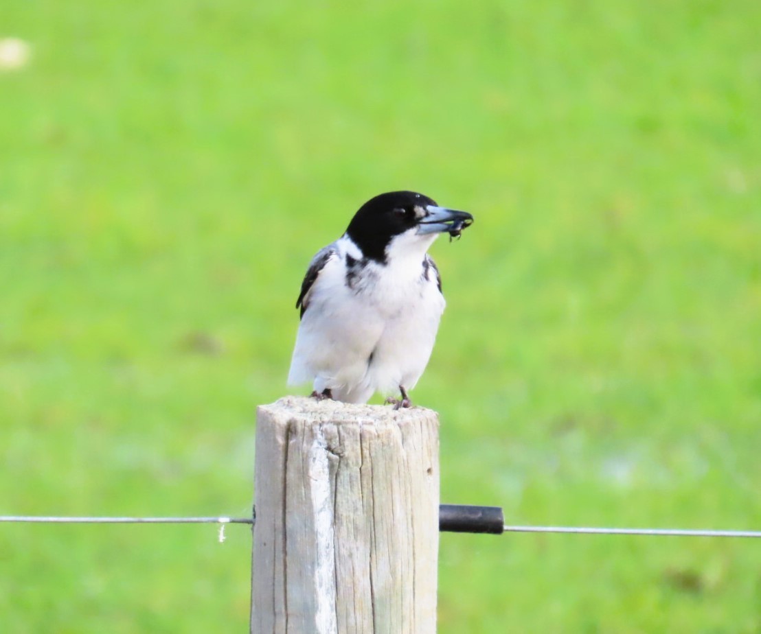 Gray Butcherbird - ML644191293