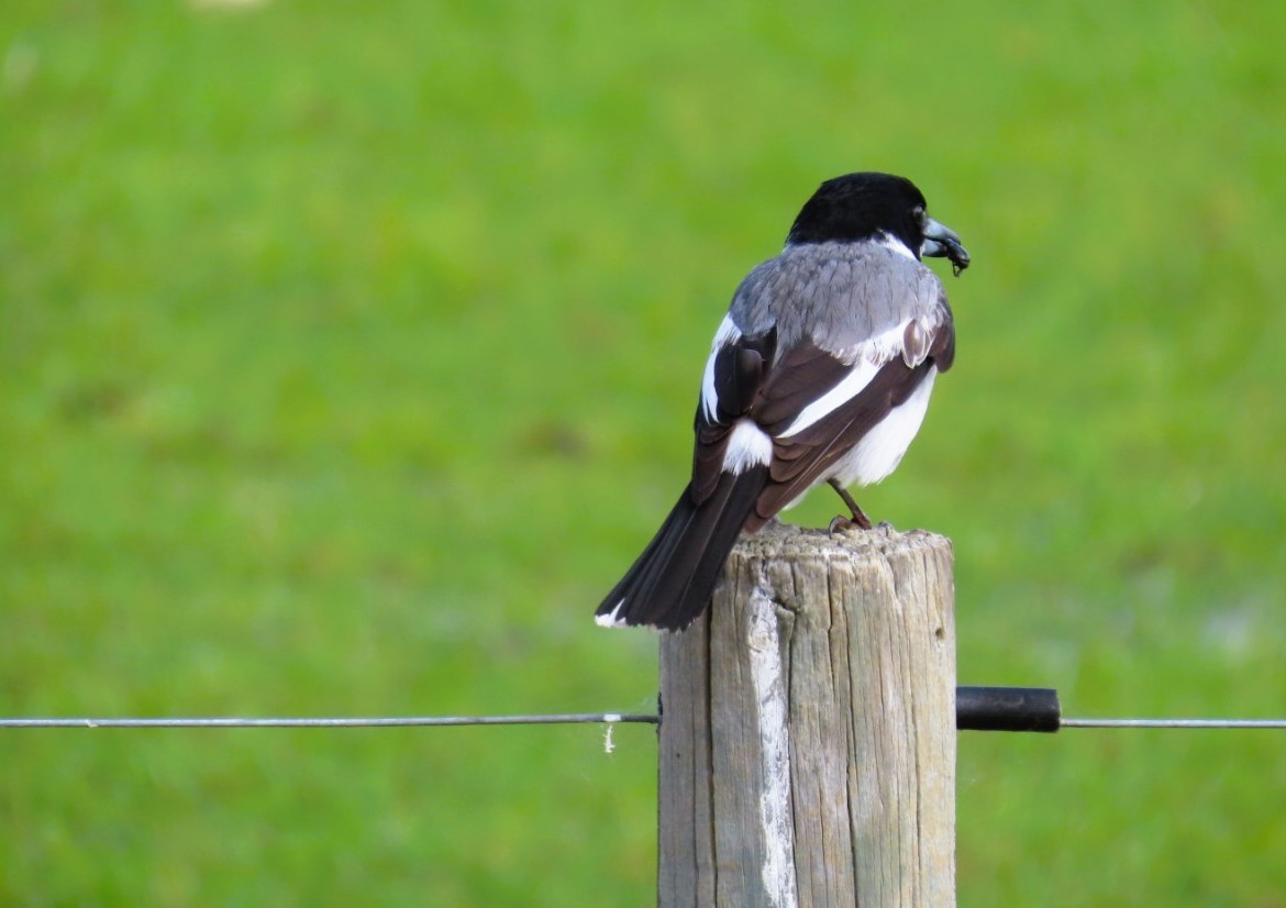 Gray Butcherbird - ML644191294