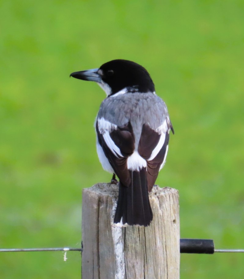 Gray Butcherbird - ML644191295