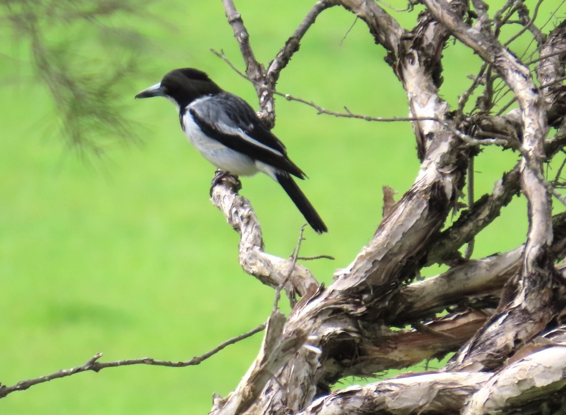 Gray Butcherbird - ML644191296