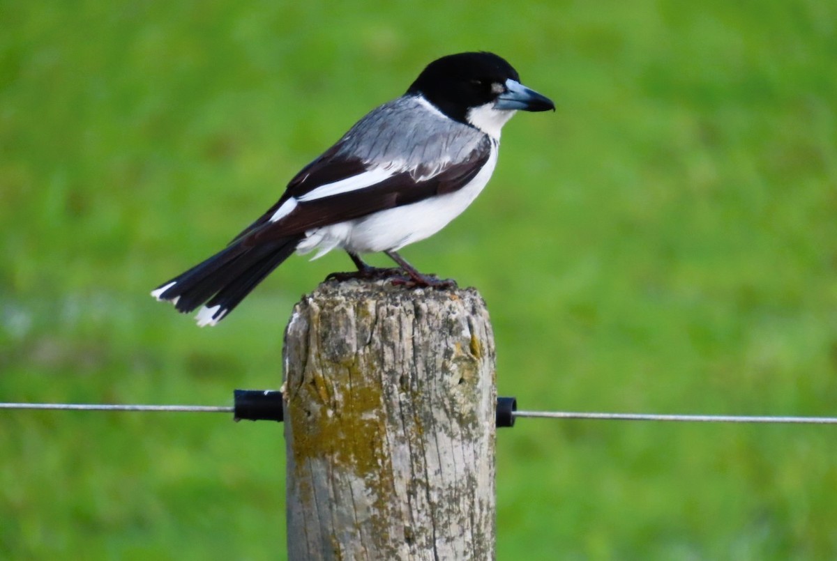 Gray Butcherbird - ML644191297