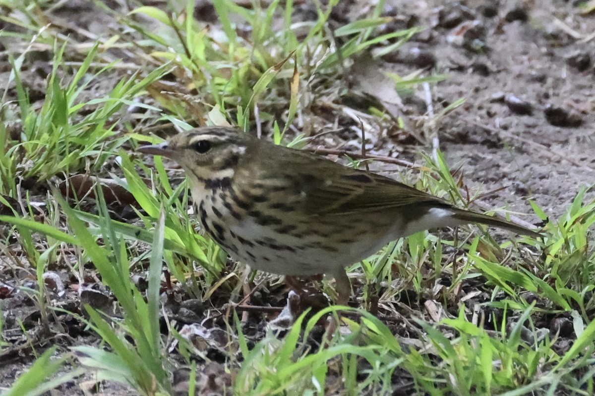 Prispolone indiano - ML644191325