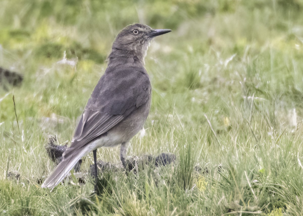 Black-billed Shrike-Tyrant - ML644191330