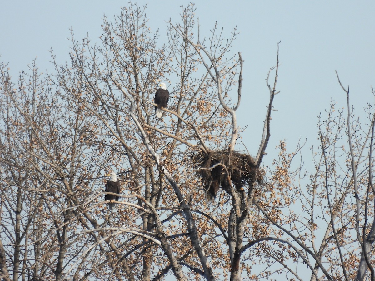 Bald Eagle - ML644191331