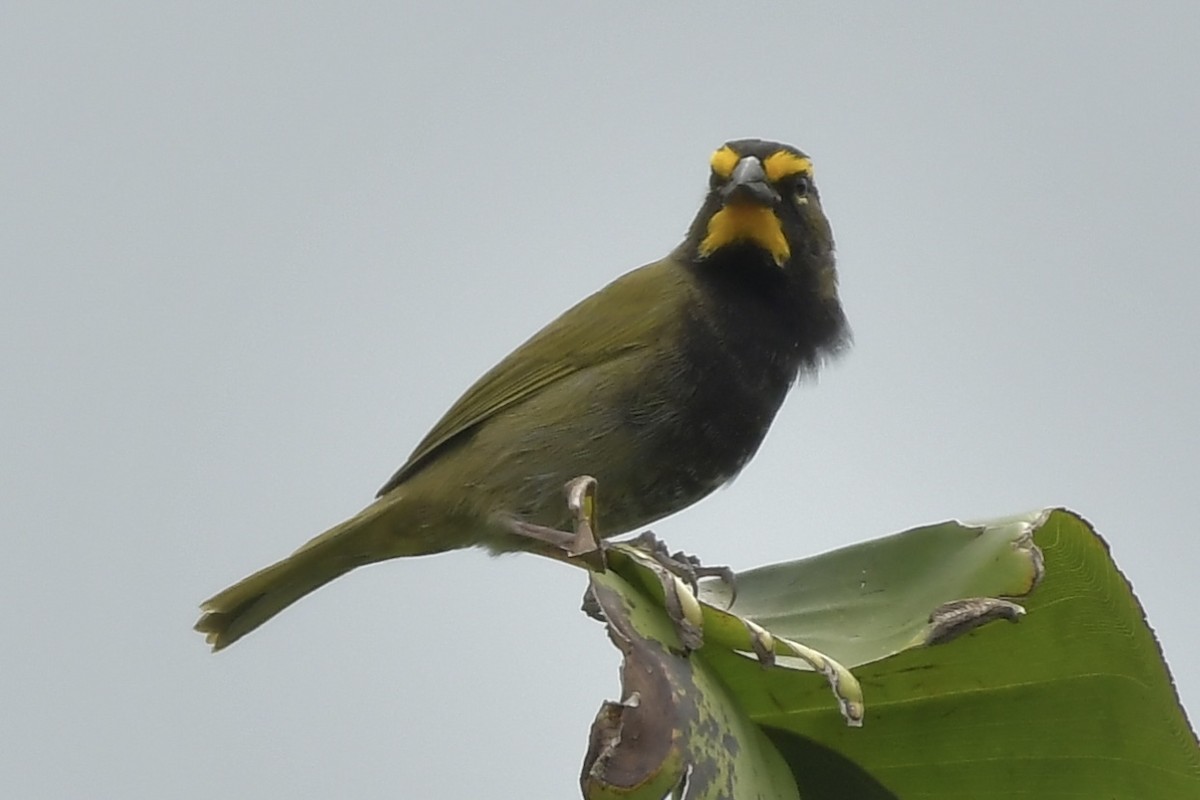 Yellow-faced Grassquit - ML644191353