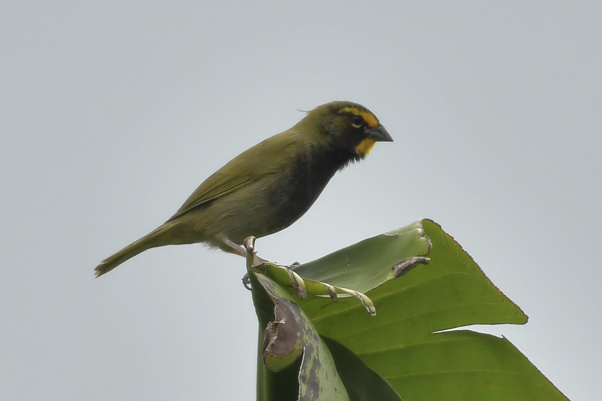 Yellow-faced Grassquit - ML644191354