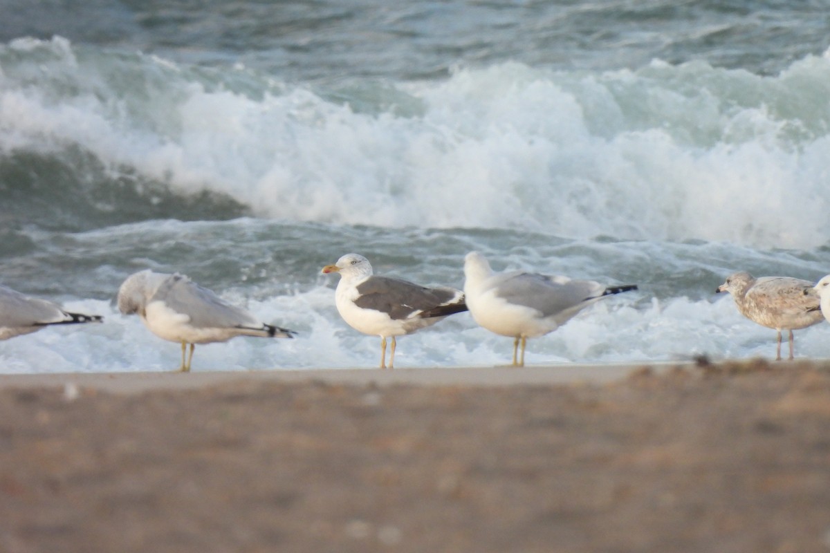 Lesser Black-backed Gull - ML644191355