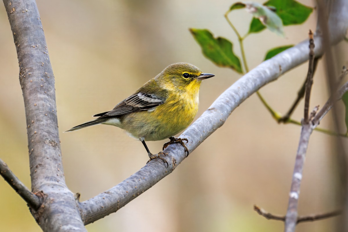Pine Warbler - ML644191357