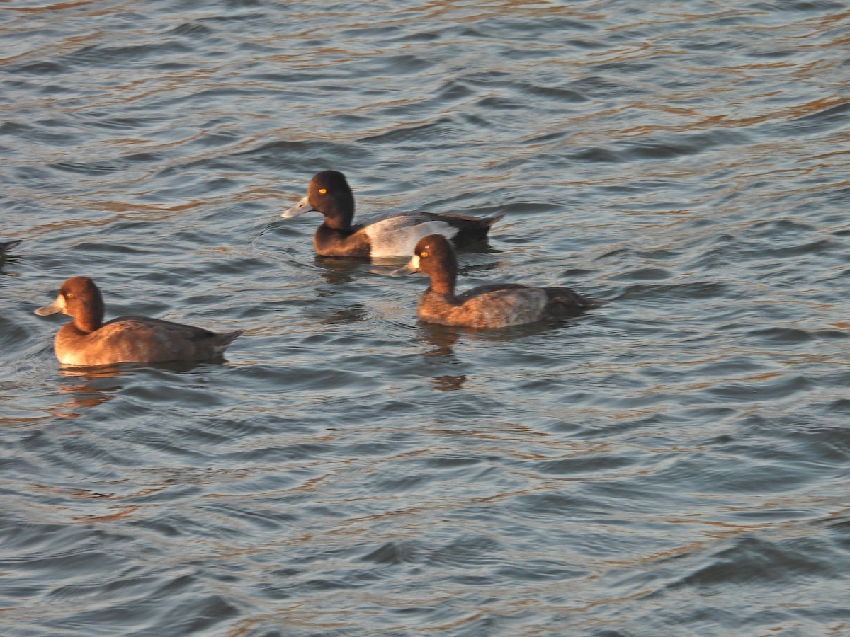 Lesser Scaup - ML644191366