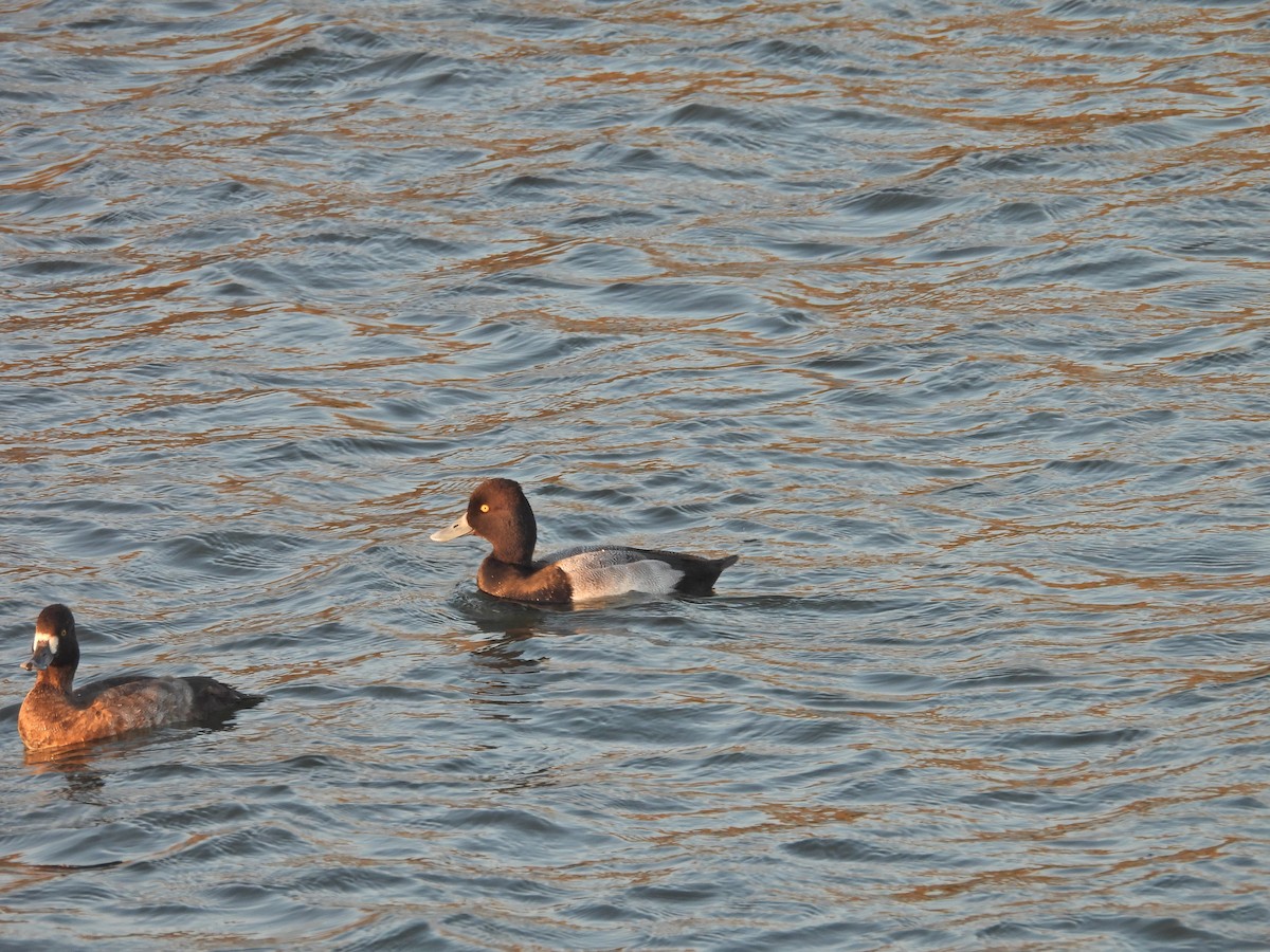 Lesser Scaup - ML644191367