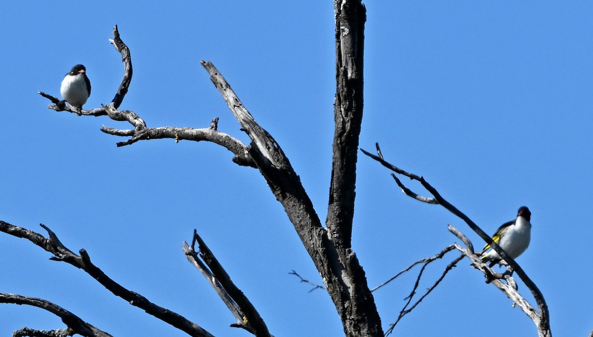 Painted Honeyeater - ML644191368
