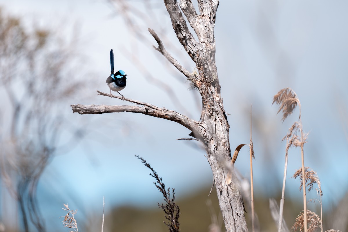 Superb Fairywren - ML644191378