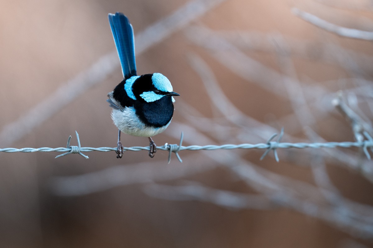 Superb Fairywren - ML644191379