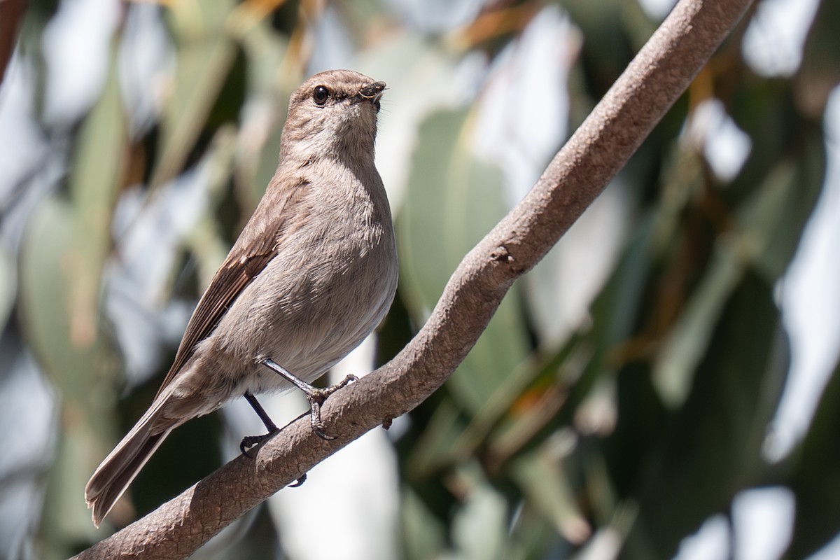 タスマニアヒタキ - ML644191400