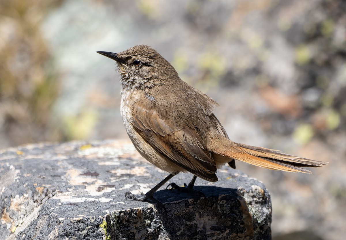 ミヤマカマドドリ - ML644191401