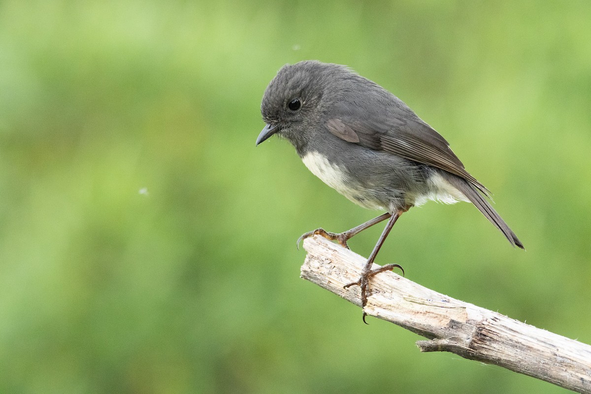 South Island Robin - ML644191416