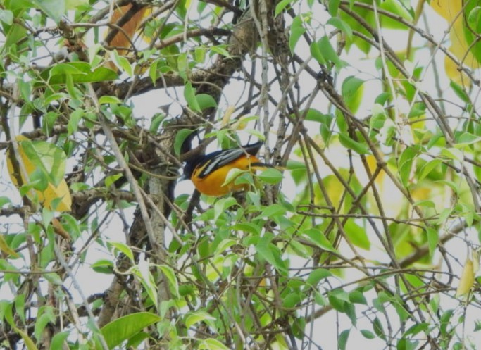 Baltimoretrupial - ML644191421