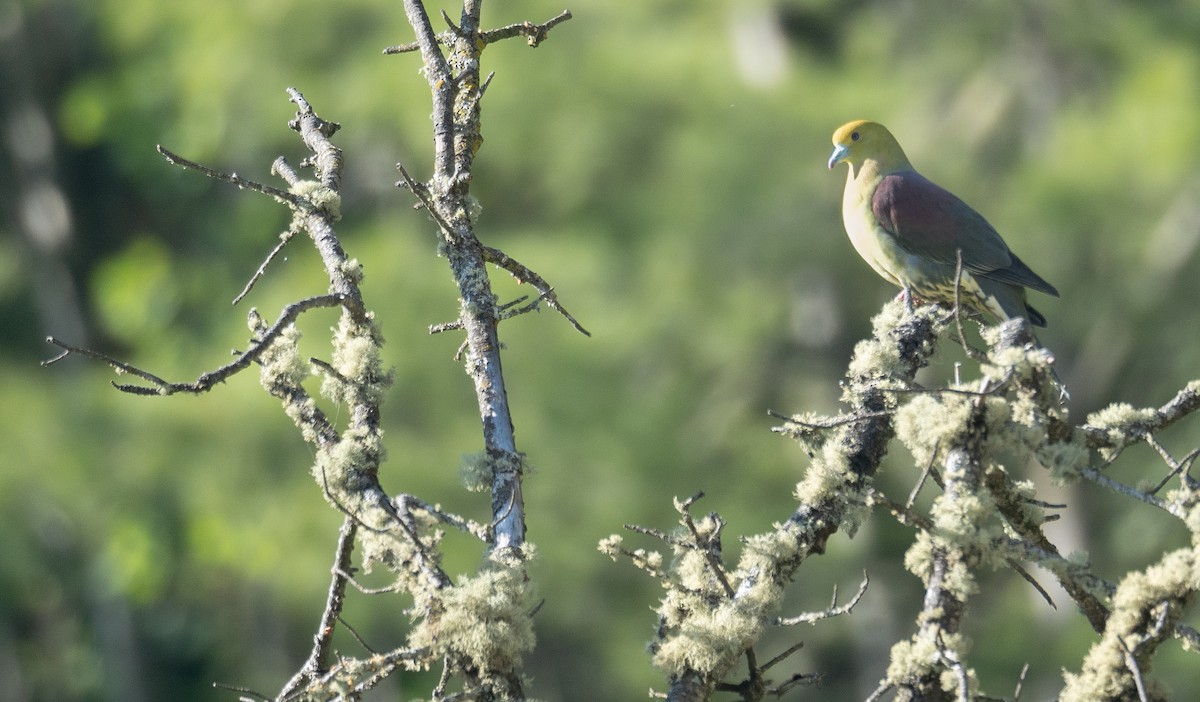 Wedge-tailed Green-Pigeon - ML644191422